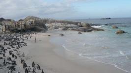 Afrique du Sud Boulders beach